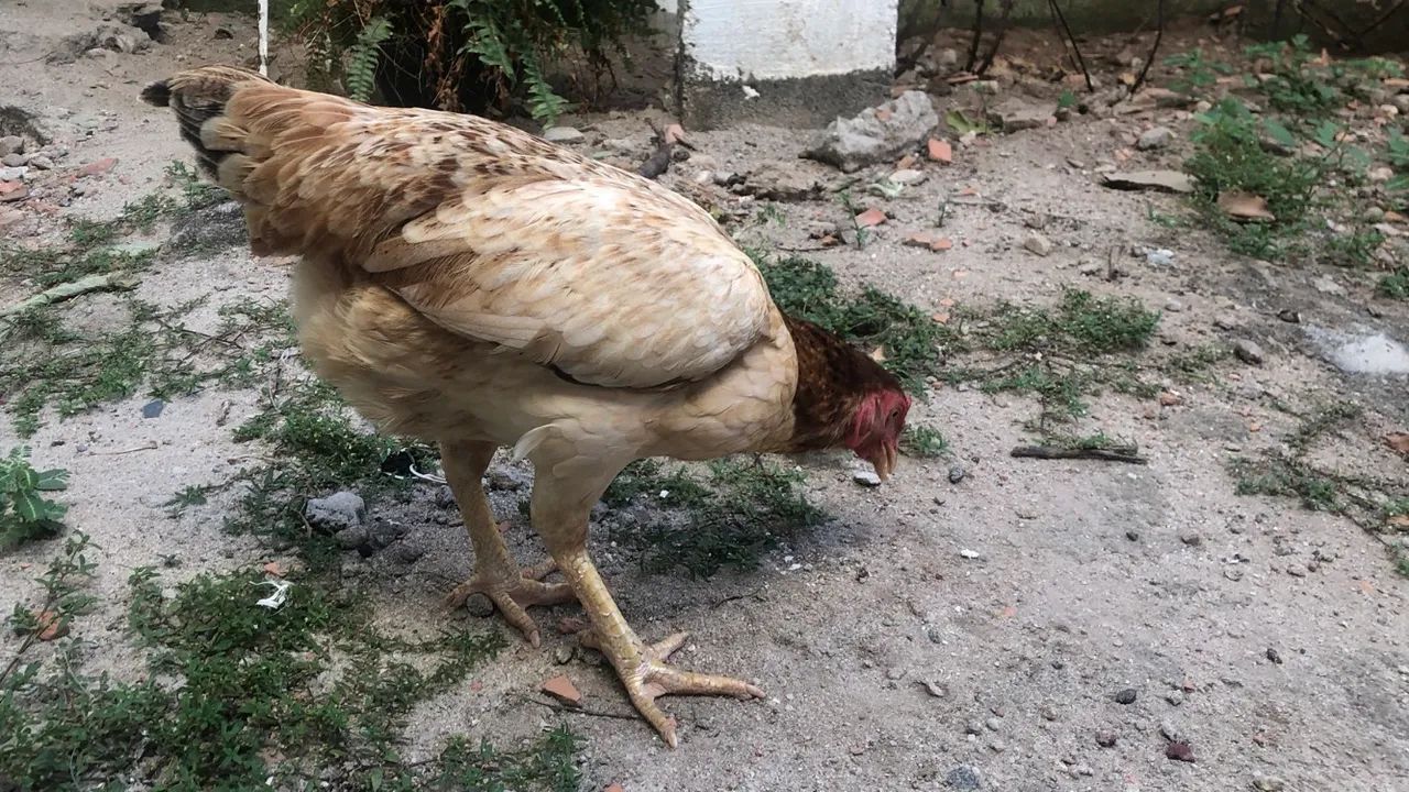 Galinha caipira  - Foto 3