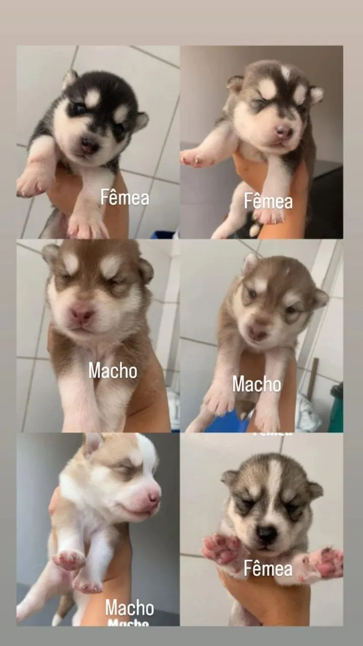 Filhotes de Husky Siberiano - Lindos e Disponíveis