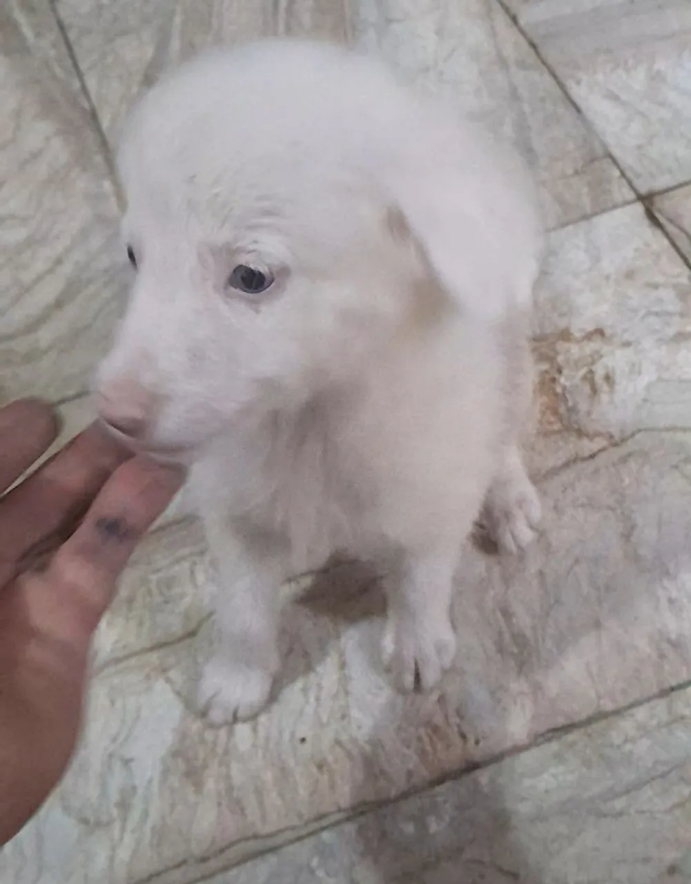 Border Collie olhos azuis (Adoção Conjunta) com SRD