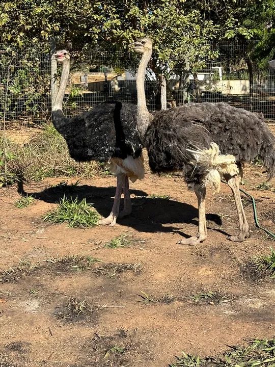 Avestruz para venda - Foto 5