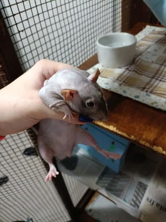 Rato Twister Hairless