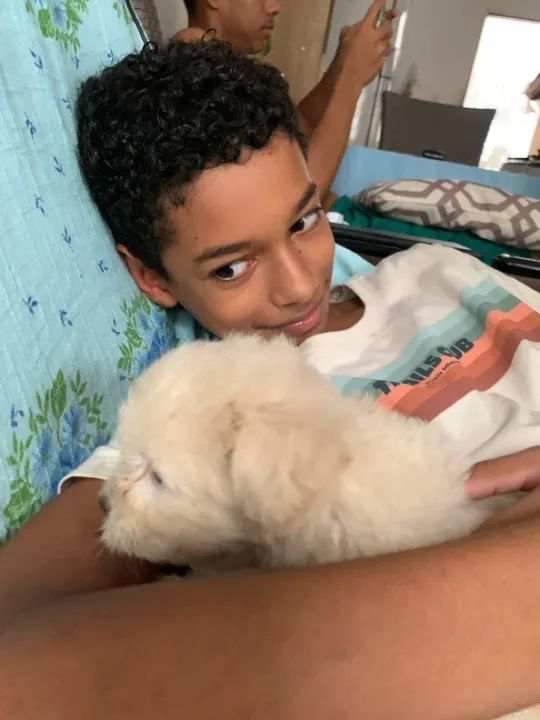 Cachorro Poodle - Foto 4