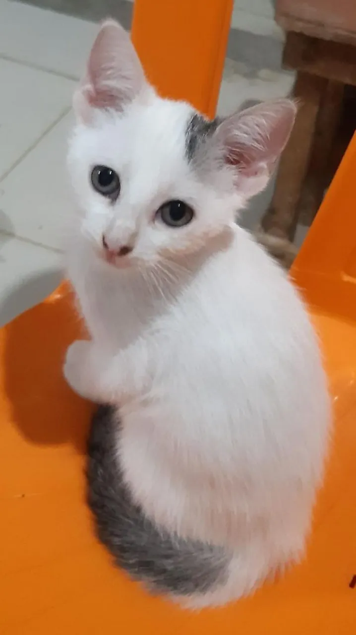 Doação de gatinhos