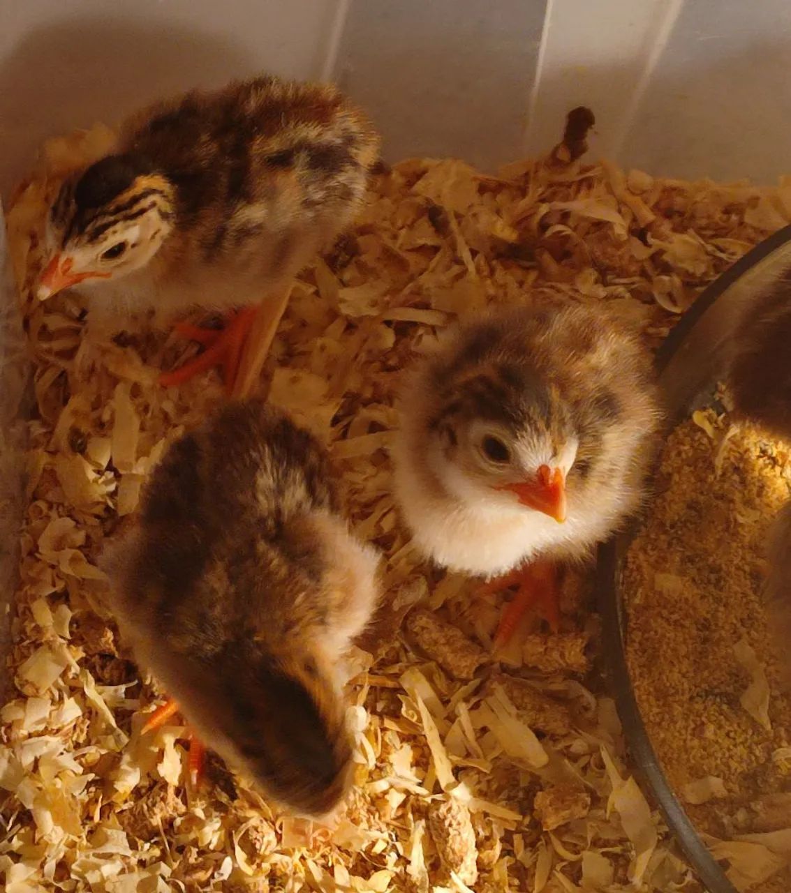 Filhotes de galinha d'angola - R$ 20,00 - Foto 2