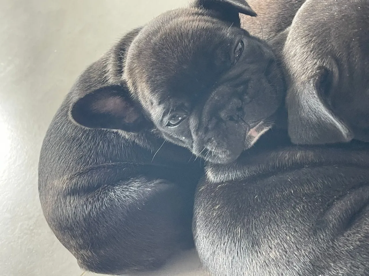 Filhotes de Bulldog Francês