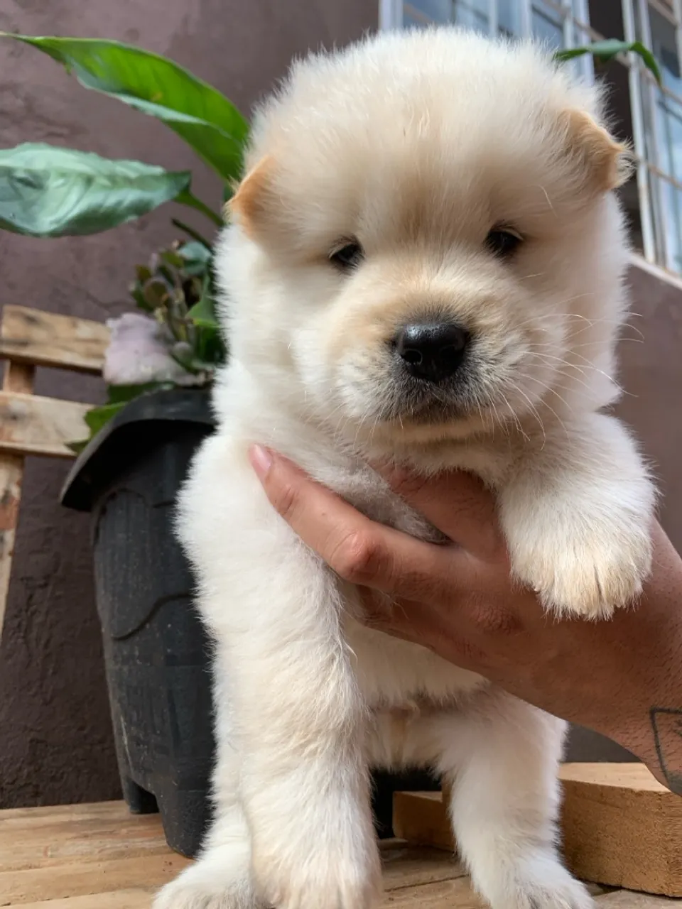 Filhote de Chow-Chow Fofo e Charmoso