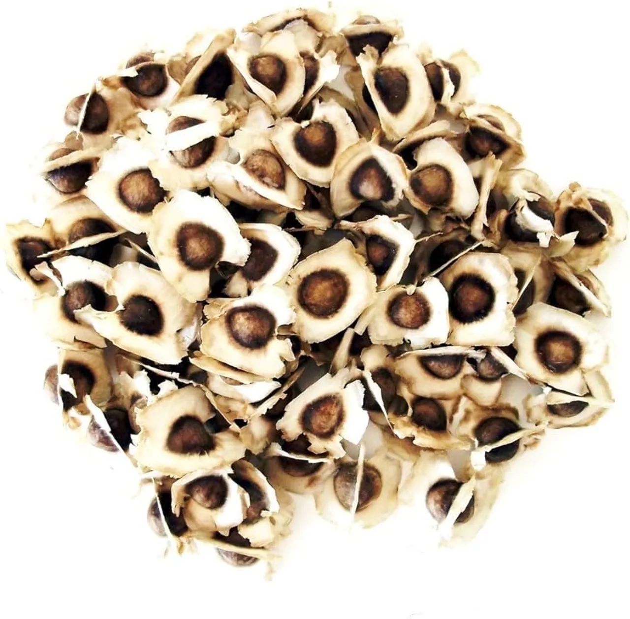 Semente de Moringa oleifera - Foto 2