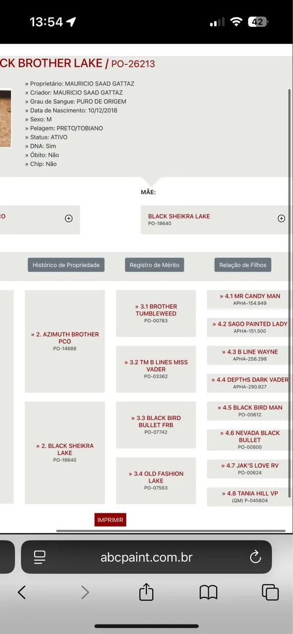 Garanhão Paint horse  - Foto 6