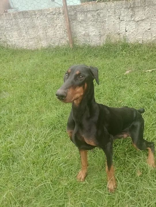 Filhote de Doberman  - Foto 3