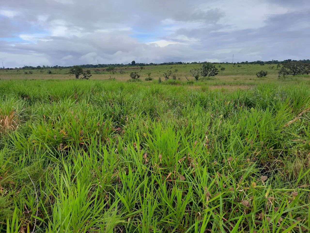 AREA DE 400HA PARA O AGRO. - Foto 9