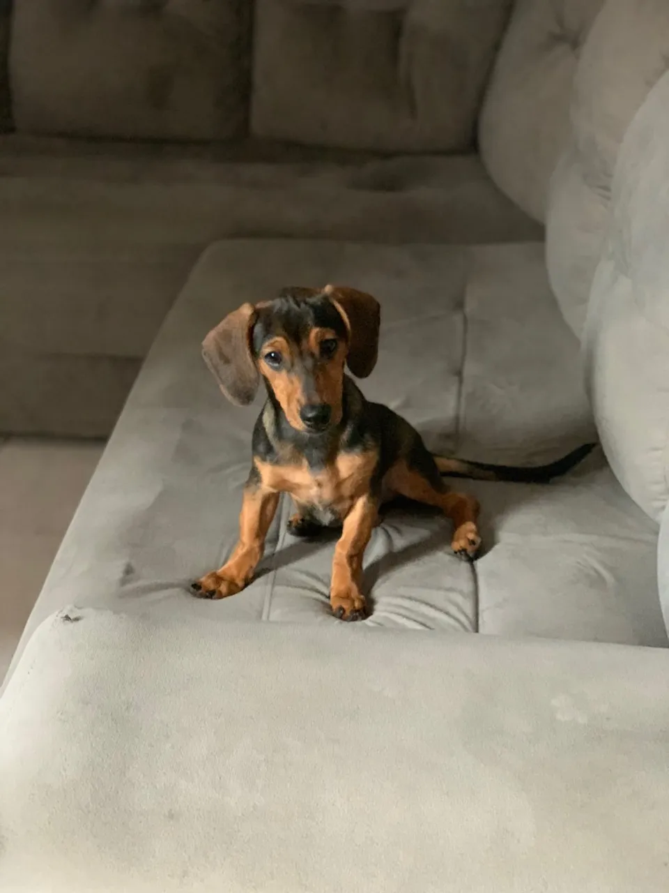 Filhote de Dachshund adorável Fêmea 4 meses