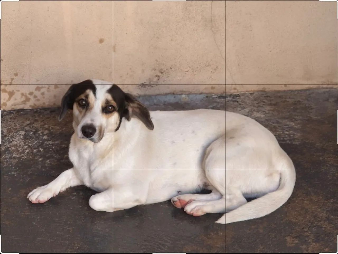 Doa Pitbul macho e vira-lata fêmea castrados - Foto 2