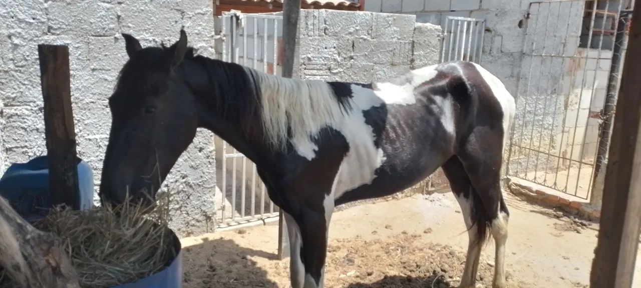 Vendo potro pampa de preto - Foto 6