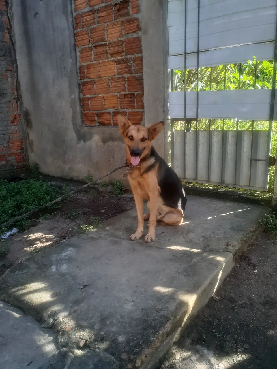 Cão Pastor Alemão para adoção