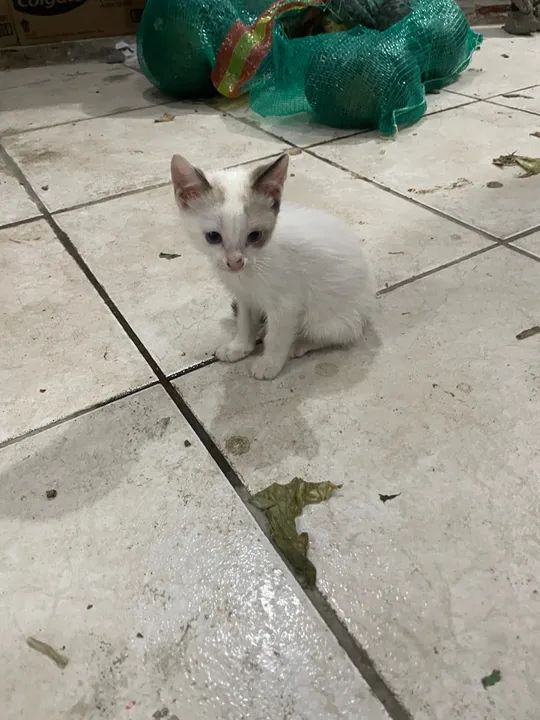 Gatinho - Foto 2