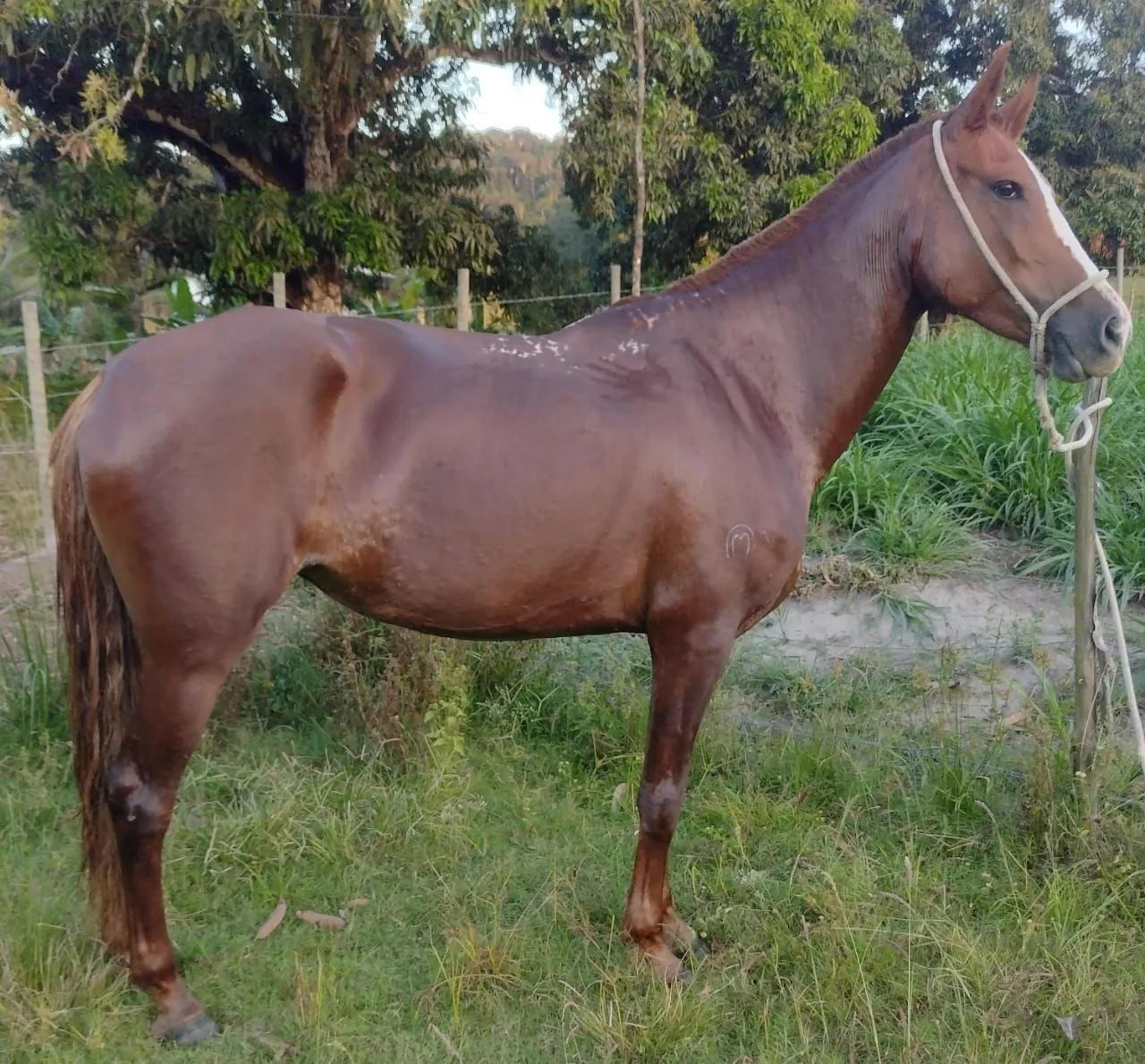 Égua Mangalarga Marchador 