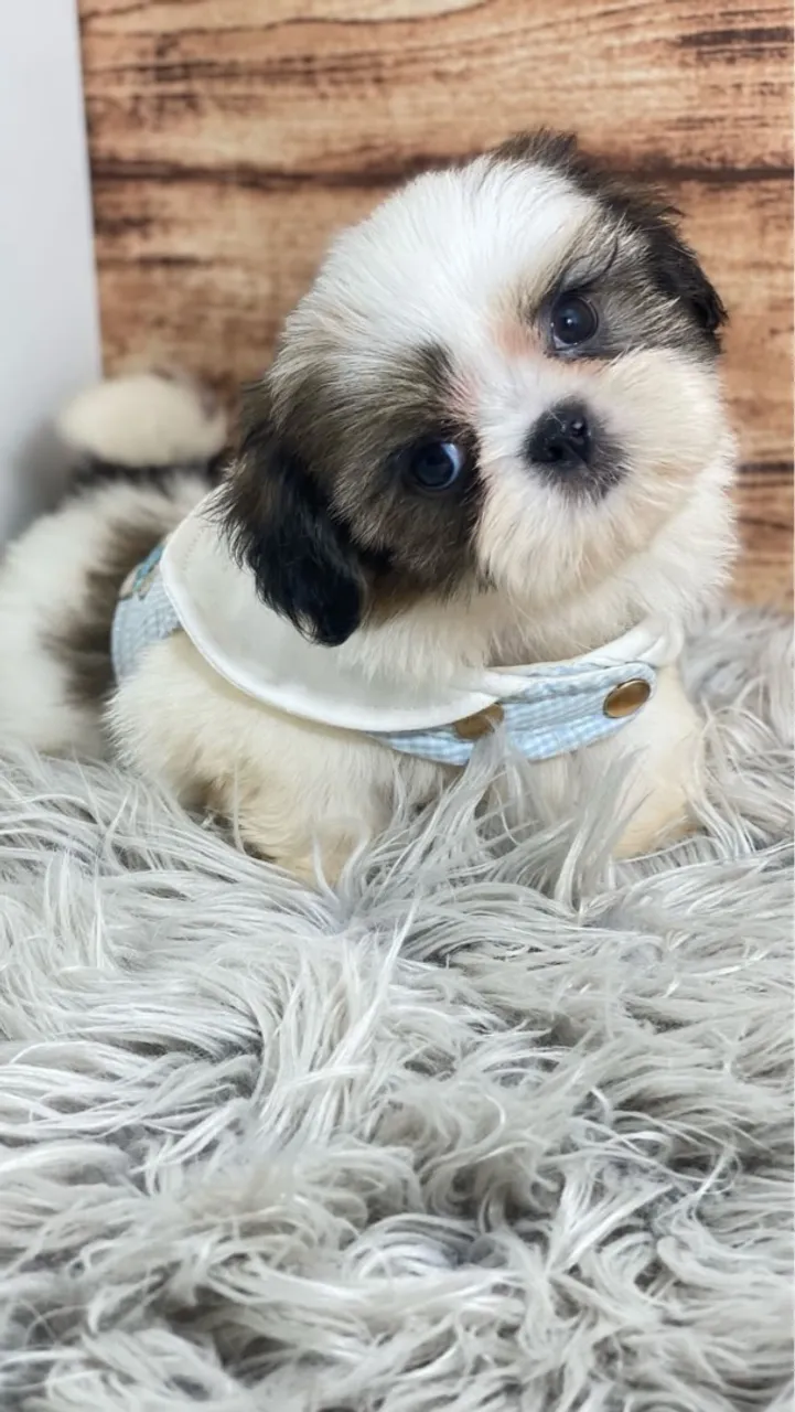 Filhote Shih Tzu - Puro Sangue fêmea e macho