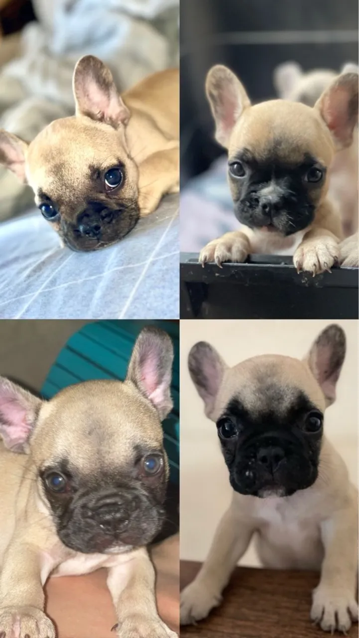Filhote Bulldog francês
