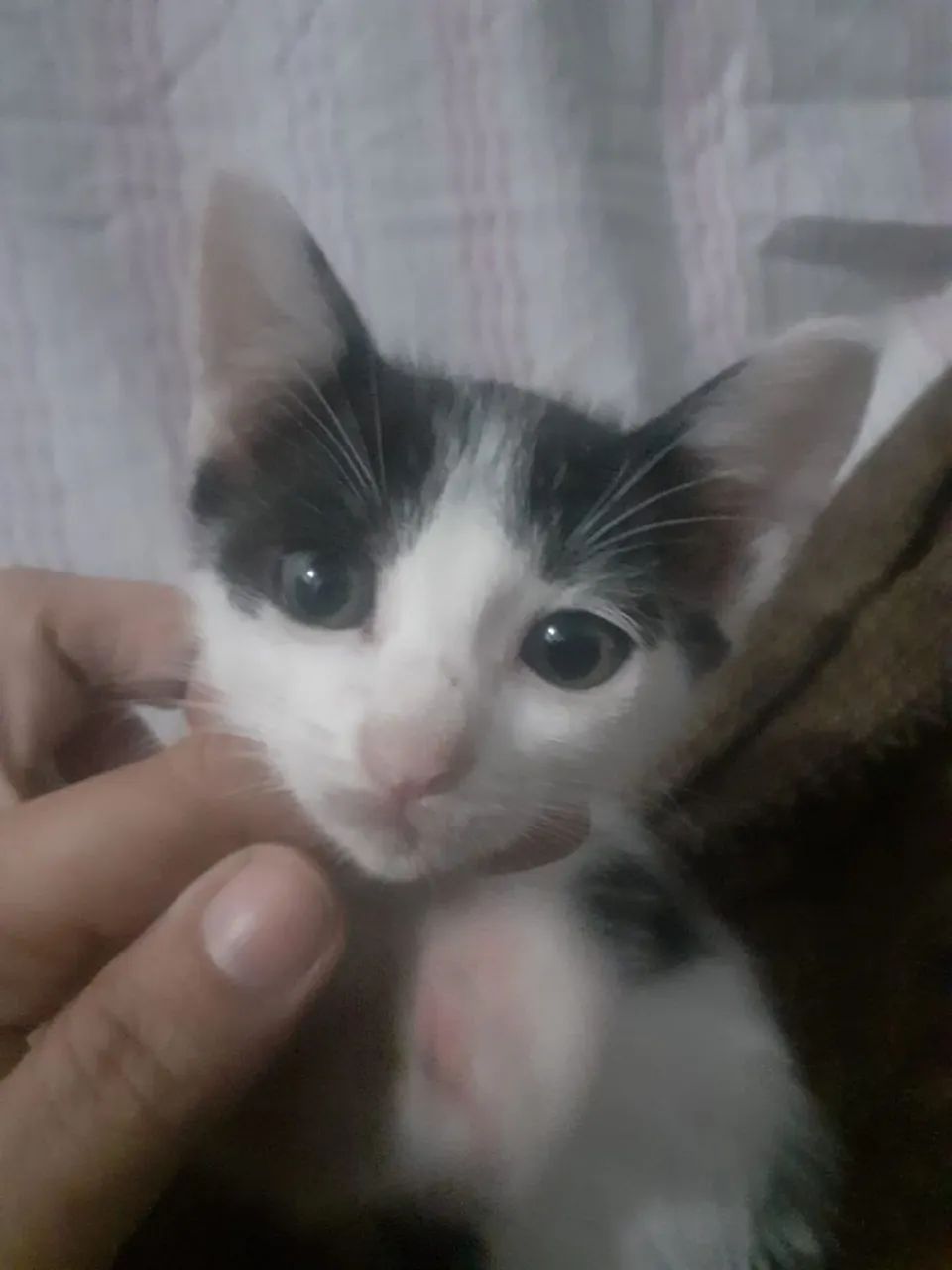 GatonildA para adoção.  40 dias de vida. 