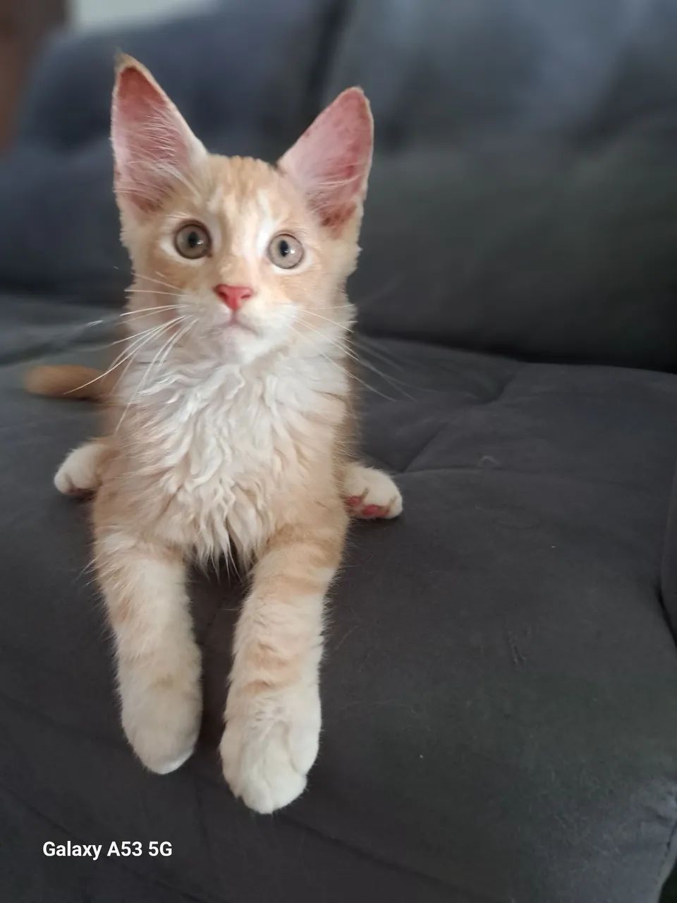 Gatinhos mainnecoon  - Foto 3