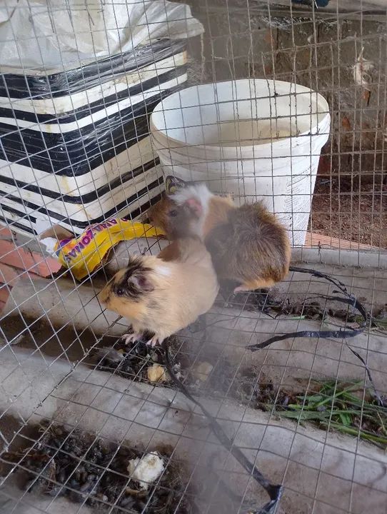 Dois porquinhos da índia fofinhos para vender - Foto 2