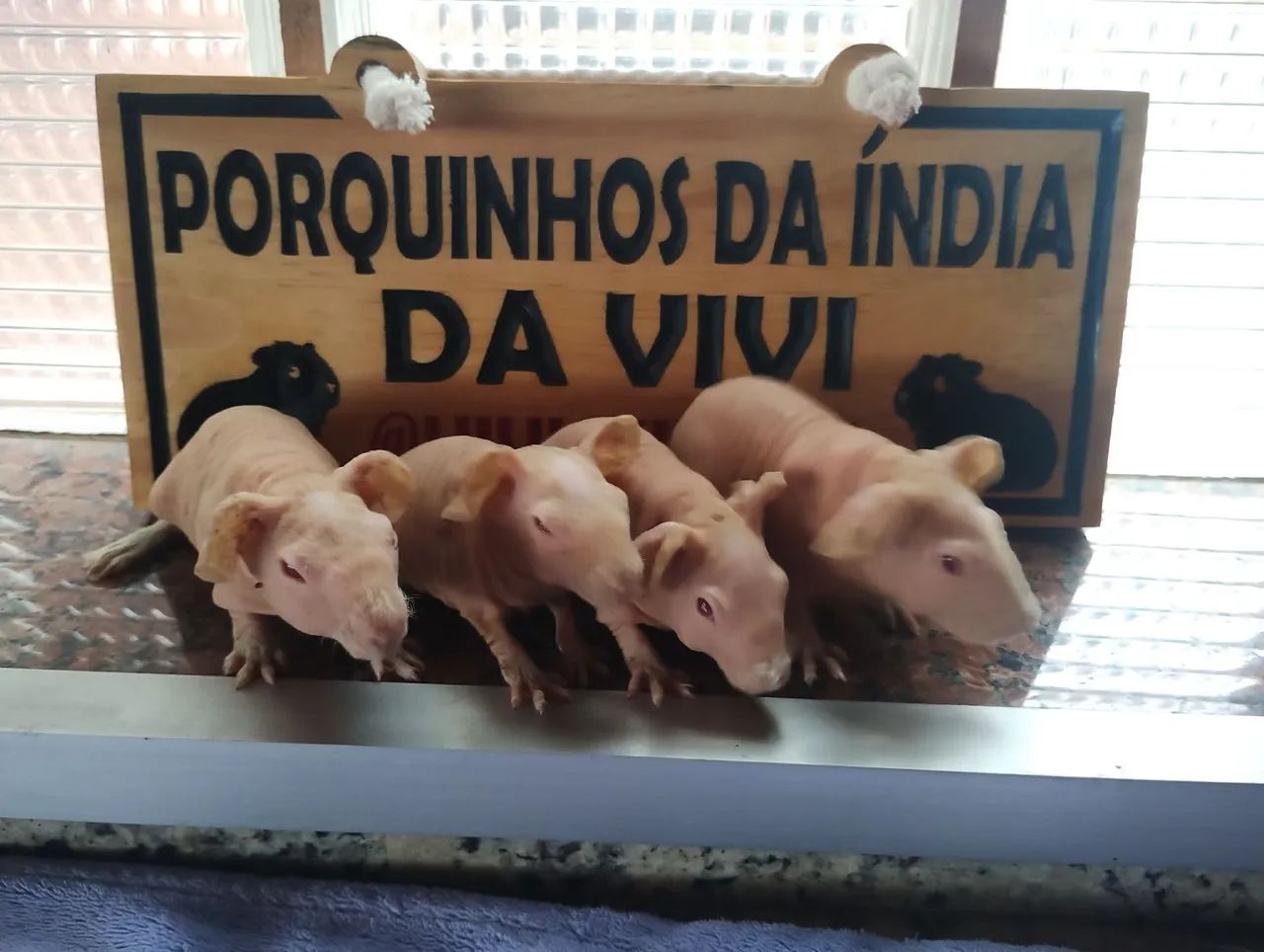 Porquinhos da Índia Skinny  - Foto 2