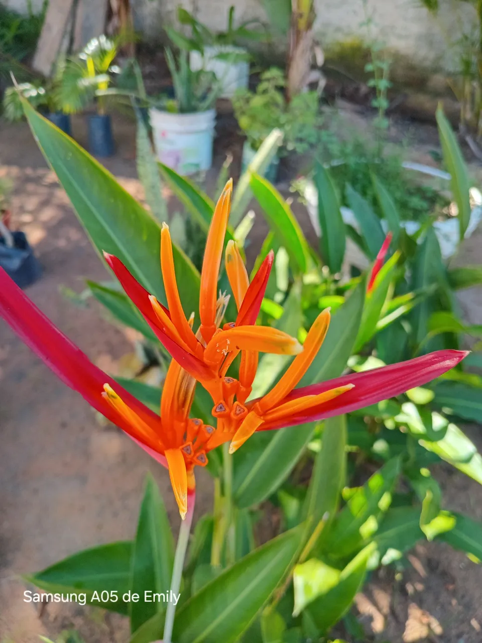 Plantas para deixar o ambiente ainda mais bonito