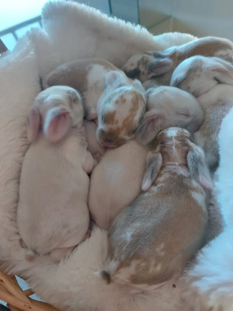 Filhotes de coelho mini lop