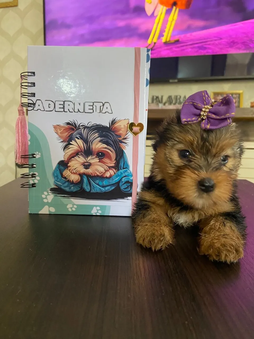 Filhote Macho Yorkshire Terrier - Pronta Entrega