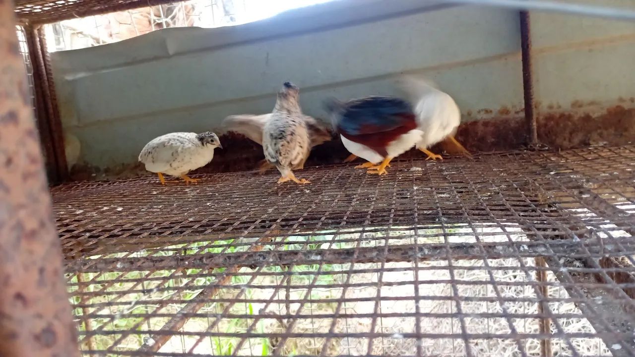 Codornas64849877886465122