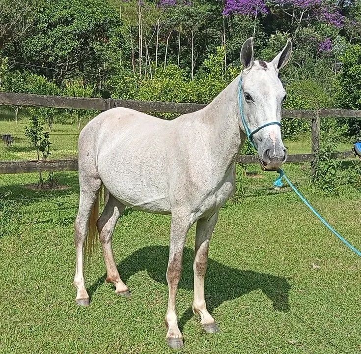 ÉGUA MANGALARGA MARCHADOR REGISTRADA  - Foto 3