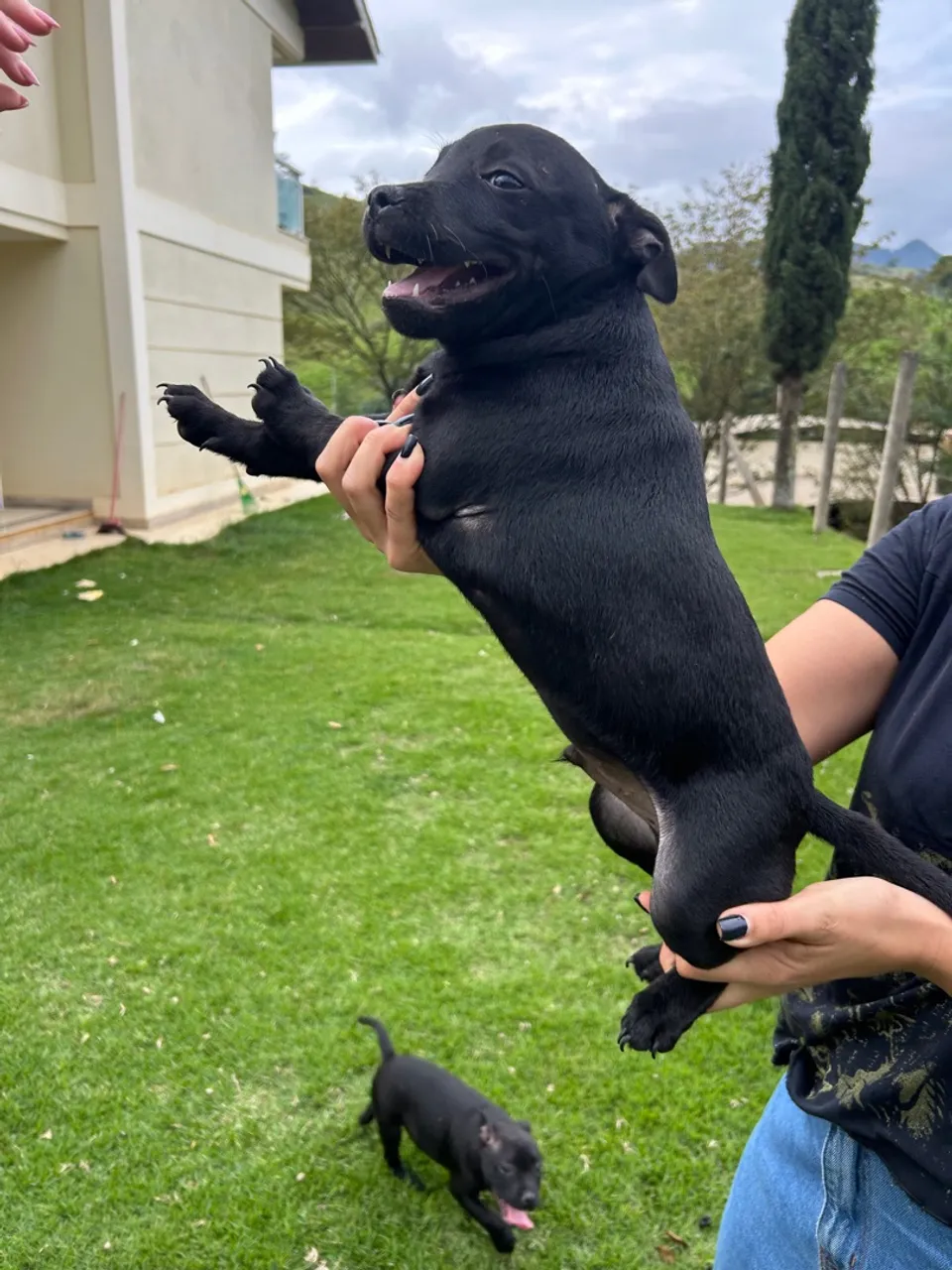 Filhote de Stanffordshire Bull Terrier