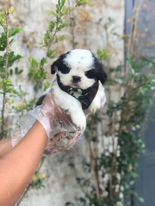 Shih Tzu filhotes em loja- Seu caozinho com garantias exclusivas- contato na descrição