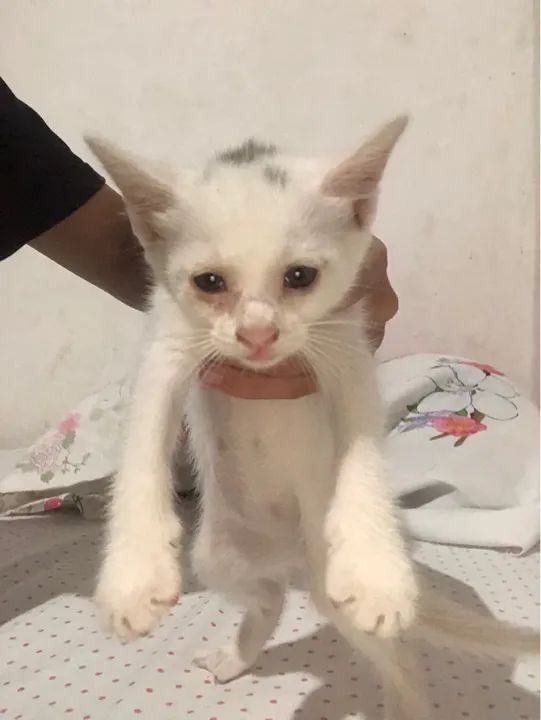Gatinha branca disponível para adoção - Foto 3