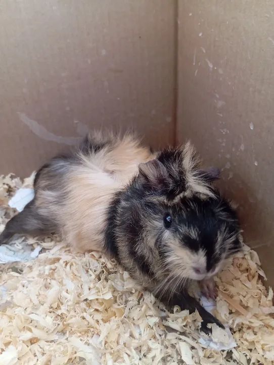 Porquinho da Índia - Pelagem Tricolor