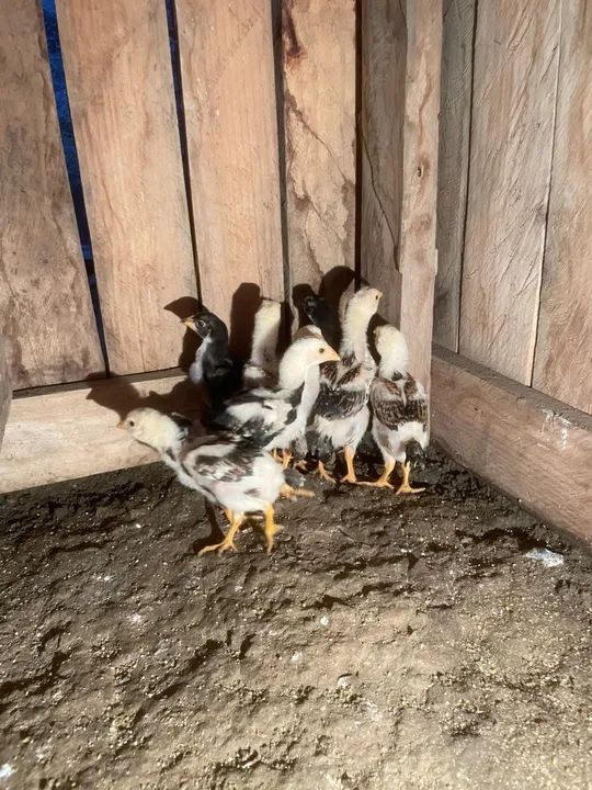 Pintinhos de raça índio (costeiro)