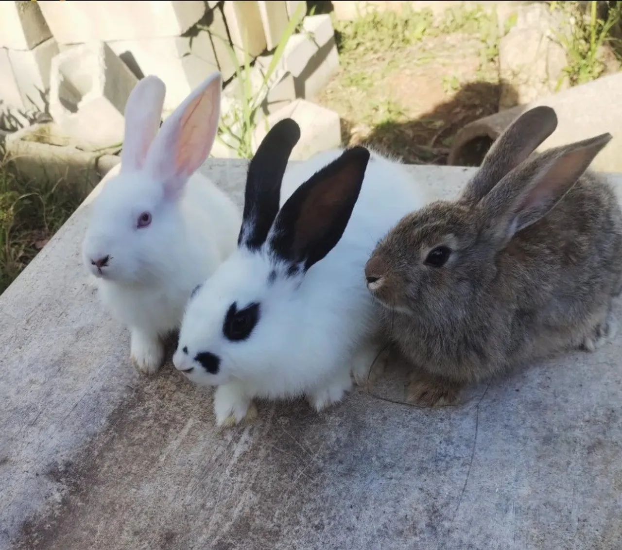 Coelhos de 3 meses 64169288319363121