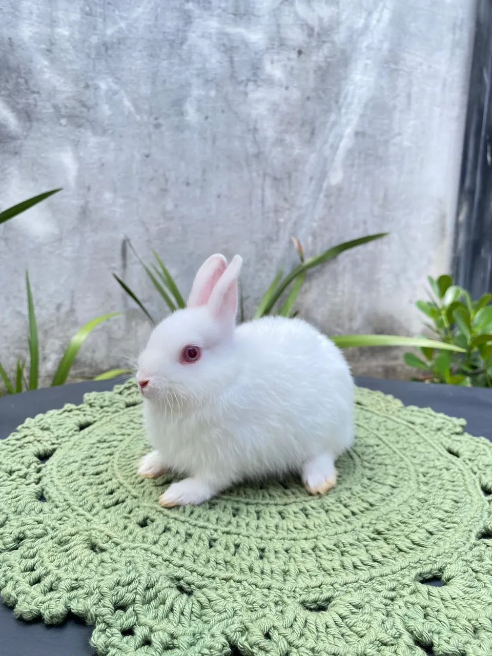 Coelhos netherland dwarf anão - Foto 4
