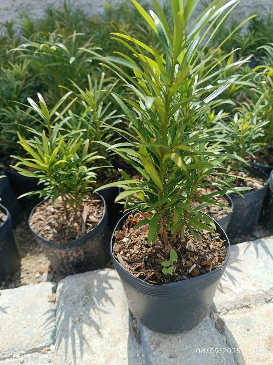 Mudas de podocarpus por 7,50 reais  - Foto 3