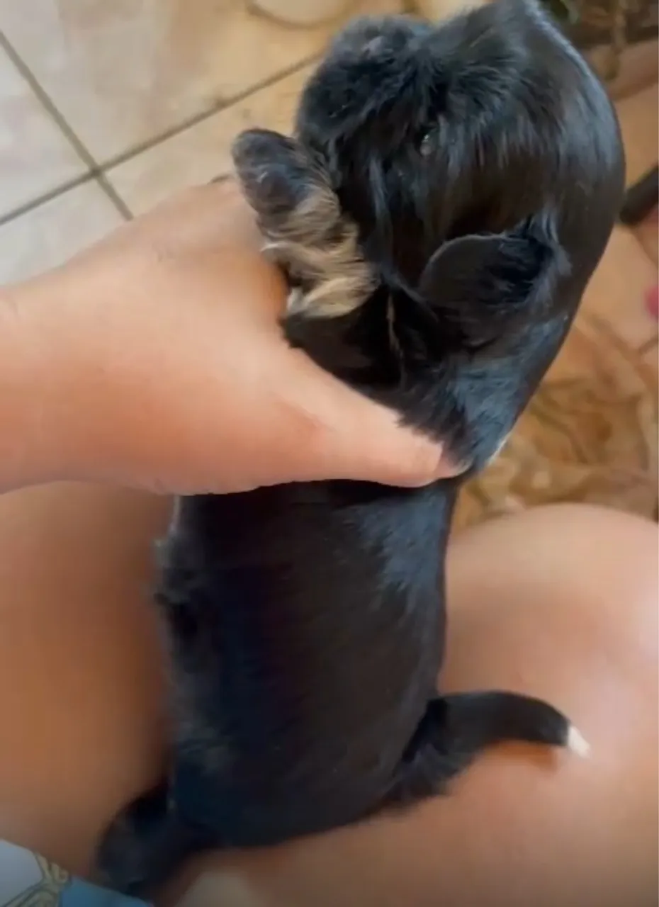 Filhote de mini shih tzu-fêmea