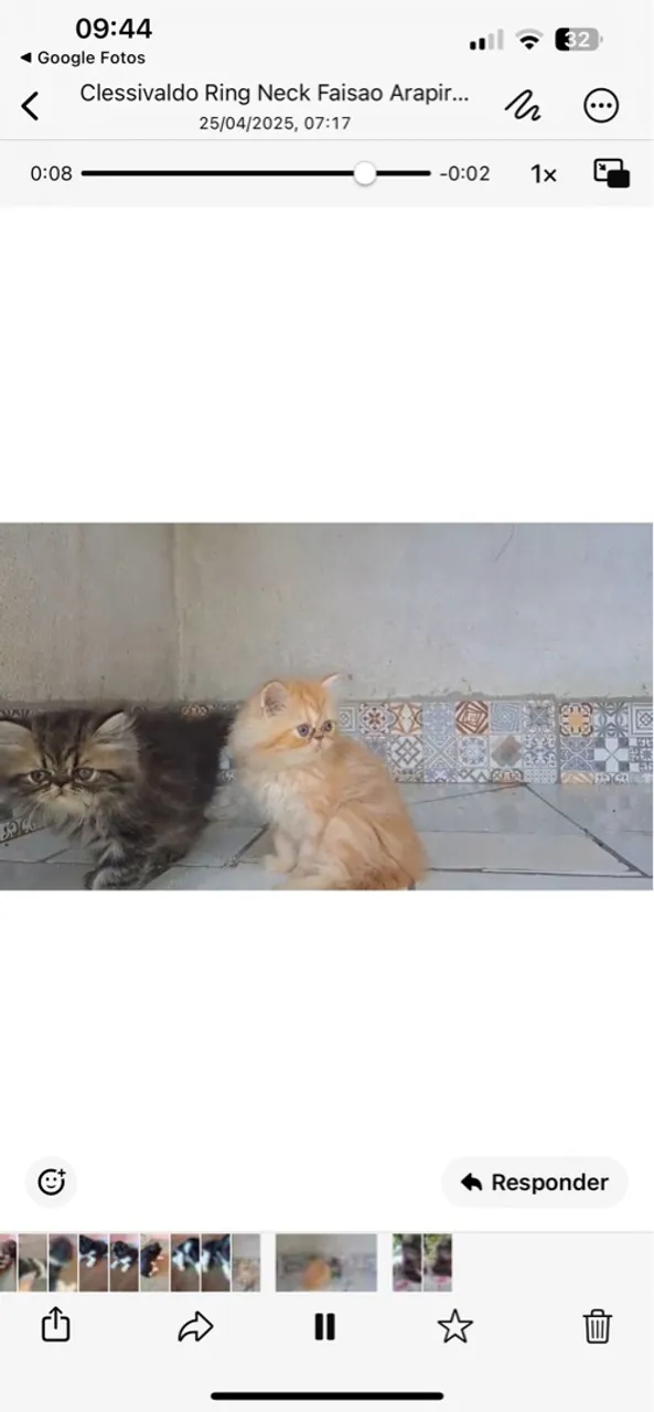FILHOTES DE GATO PERSA EXÓTICOS DISPONÍVEIS