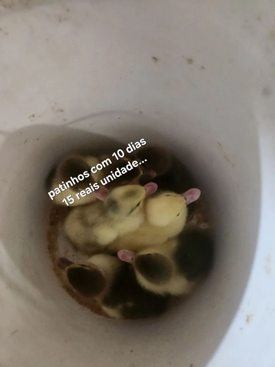 filhotes de aves