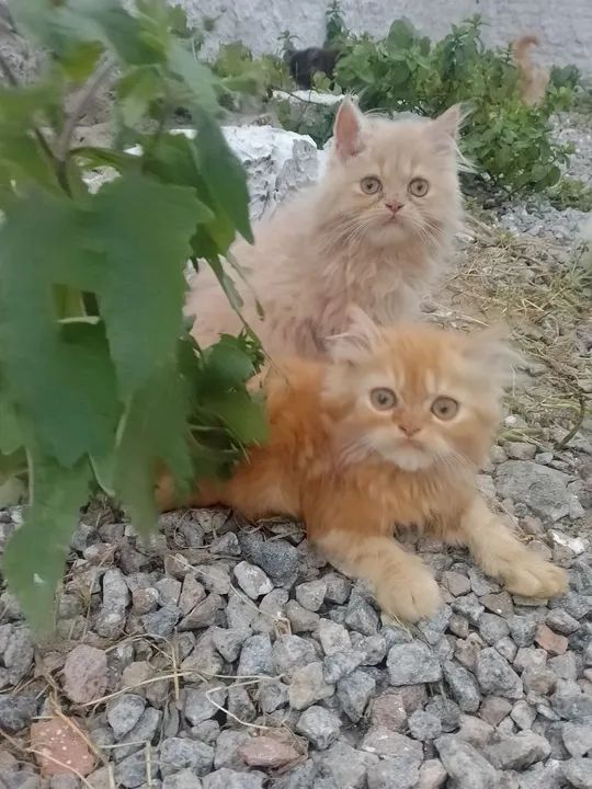 Filhote Persa - Foto 3