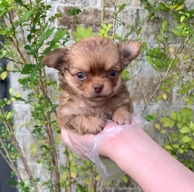 Chihuahua temos raças de micro, pequeno, medio e grade porte 