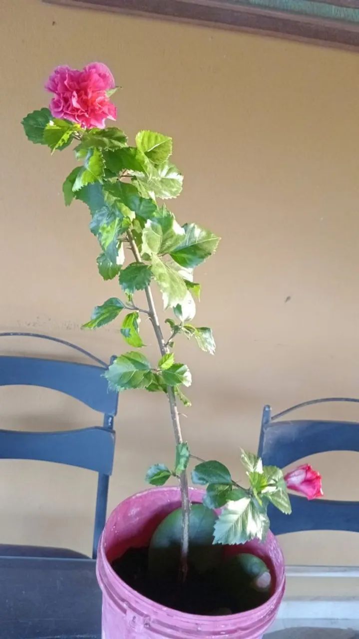 Plantas  - Foto 3