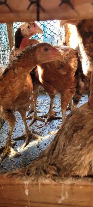 Vendo galinhas e galos Rhode e mestiças - Foto 6