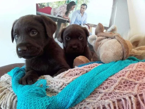 Labrador- Machinho e fêmea chocolate com 56 dias de vida, muito lindos-Dani