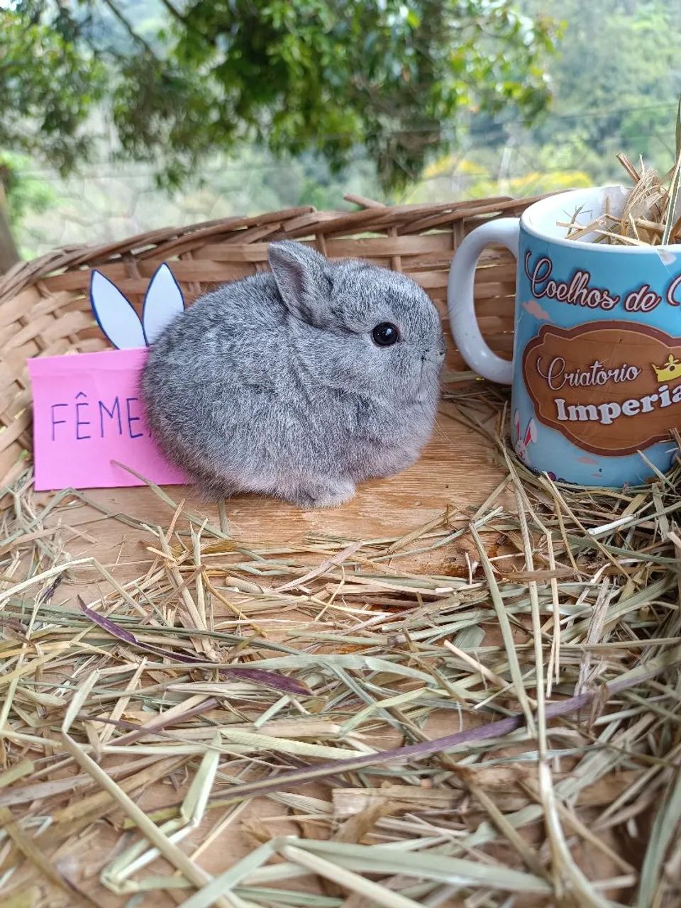 COELHO GIGANTE - COELHO MINI - COELHO ANÃO  - Foto 5