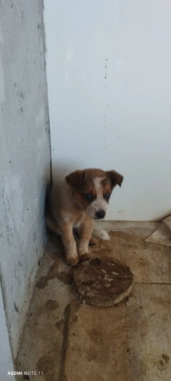 Filhote de cachorro BOIADEIRO AUSTRALIANO (BUL HEELER) a venda.