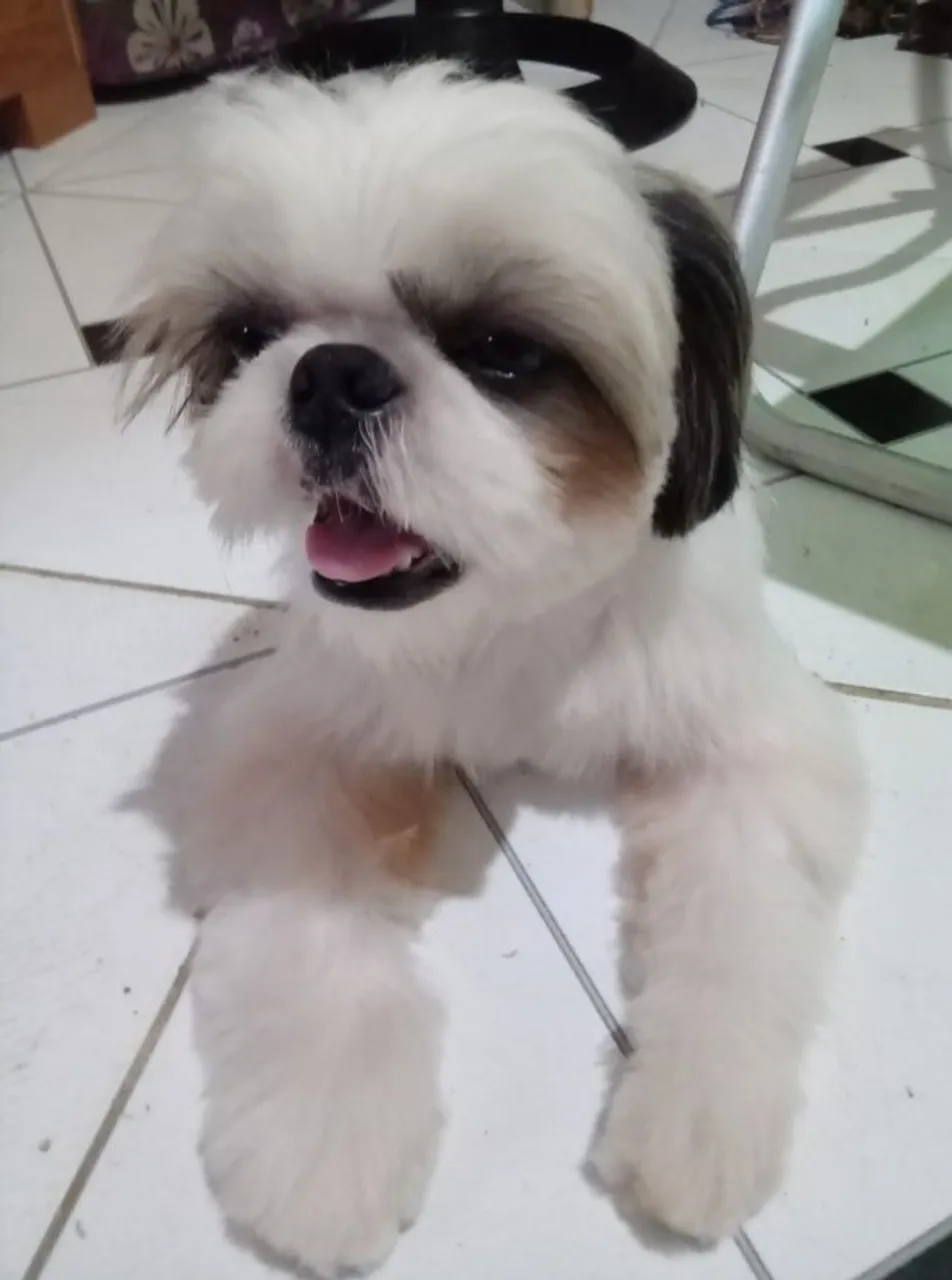 Shih Tzu para adoção responsável
